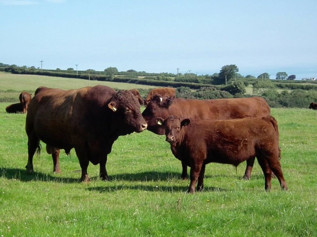 Bull cow and calf