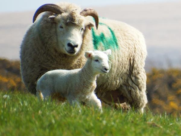 Exmoor Horn & Exmoor Horn Cross-Bred Sheep