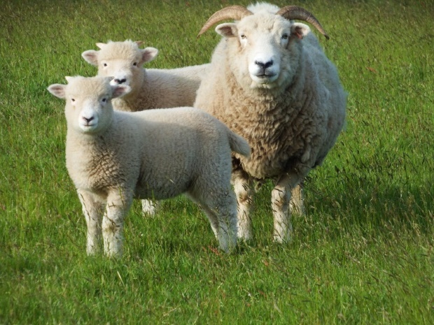 Sheep two lambs
