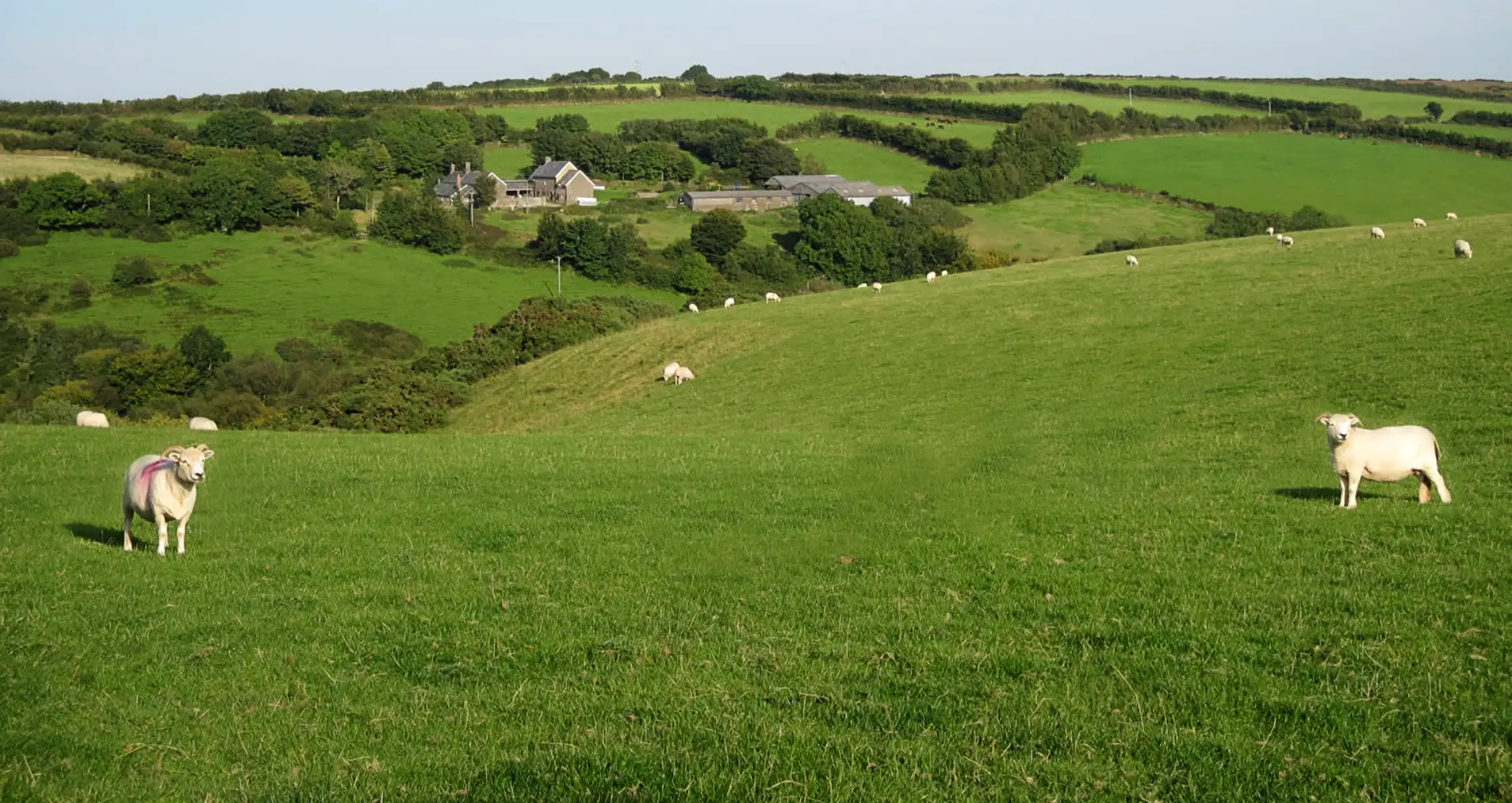 West Ilkerton Farm, a hill farm in Exmoor, farm tours, Red Ruby beef and Exmoor lamb for sale